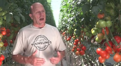 kỹ thuật trồng cà chua trong nhà lưới