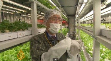 Kỹ thuật trồng rau nhà lưới -nhà kính bằng phương pháp thủy canh của Nhật Bản