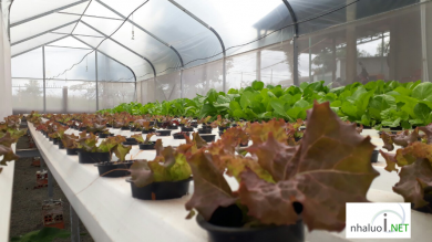 Nhà lưới nhà kính trồng rau thủy canh Bình Phước
