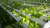 Nhà lưới trồng rau thủy canh